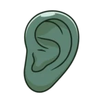 Ears in Face Reading representing wisdom and listening ability